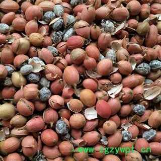 砂仁 统 产地 广西壮族自治区南宁市