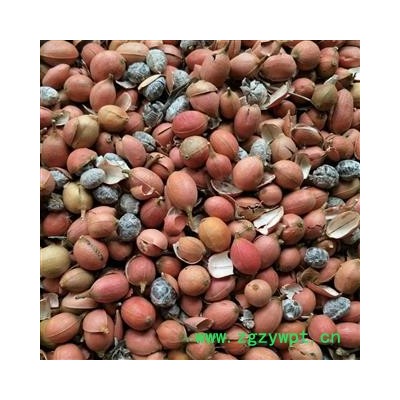 砂仁 统 产地 广西壮族自治区南宁市