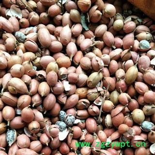 砂仁 统 产地 广西壮族自治区南宁市图3