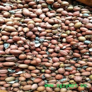 砂仁 统 产地 广西壮族自治区南宁市图2