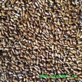 决明子统货 大货优惠 山东省平邑县图4