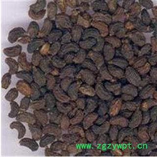 女贞子 统 产地 湖北省十堰市图3