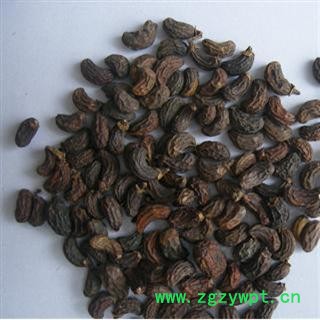 女贞子 统 产地 湖北省十堰市图2