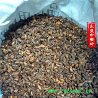 苍耳子 苍耳子后期黄褐色选货 产地 河南省南阳市图2