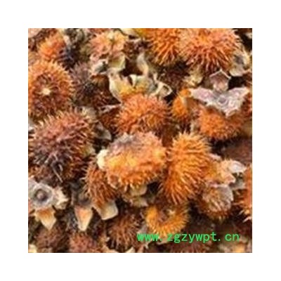 刺梨 ，刺梨子， 正品野生， 别名： 山王果 佛朗果 茨梨 木梨子 刺菠萝 产地 河南省平顶山市