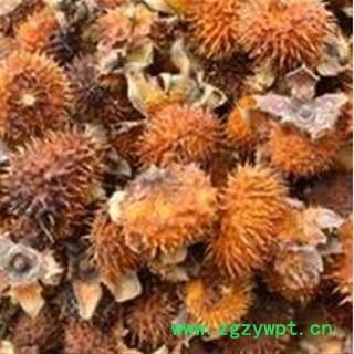 刺梨 ，刺梨子， 正品野生， 别名： 山王果 佛朗果 茨梨 木梨子 刺菠萝 产地 河南省平顶山市图3