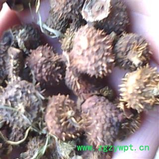 刺梨 ，刺梨子， 正品野生， 别名： 山王果 佛朗果 茨梨 木梨子 刺菠萝 产地 河南省平顶山市图4