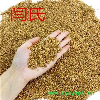 柏子仁 柏子仁大粒图4