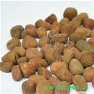 大枫子 统 产地 安国药市图3