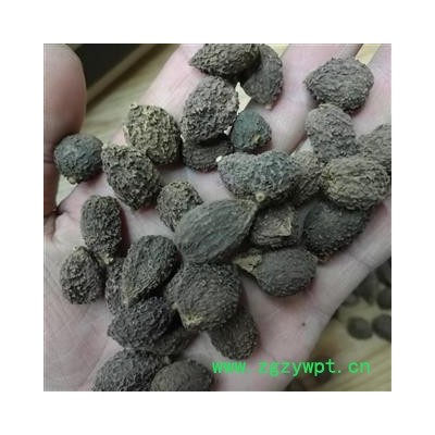 正品砂仁阳春砂精选高含量产地广东