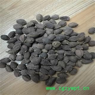 正品砂仁阳春砂精选高含量产地广东图3