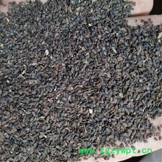 车前子 江西车前子精选货 产地 江西省图2