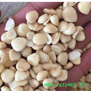 苦杏仁 去皮苦杏仁选 产地 内蒙古自治区图3