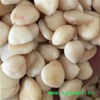 苦杏仁 去皮苦杏仁选 产地 内蒙古自治区图4