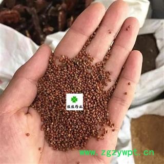 楮实子 楮实子净货 新货 正品货 产地 四川省图2