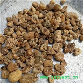 山慈菇 毛茨菇 统货 无硫磺 产地 云南省图2