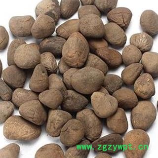 大风子 大枫子 供应各种中药材 冷背货 中草药 选 产地 广西壮族自治区图2