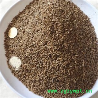 孜然 选 味道好 新货 纯干货 产地直销 供应大货 产地 广西壮族自治区图2