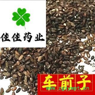 车前子 车前子净货 选货 产地 江西省图3