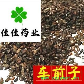 车前子 车前子净货 选货 产地 江西省图2