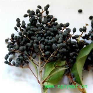 【录建药业】新货女贞子1000克 产地直销 重在品质 过筛无杂质  药劲十足  规格齐全 批发零售抓方打粉图4