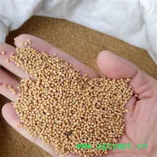 白芥子 精品 无杂籽   产地 海外图2