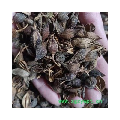 连翘 青翘水煮（汽蒸）选货 产地 山西省 小影全品类中药材店铺