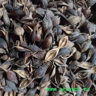 连翘 青翘水煮（汽蒸）选货 产地 山西省 小影全品类中药材店铺图2