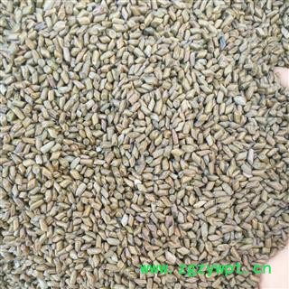 草决明 统 产地 山东省菏泽市图2