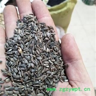 牛蒡子 牛蒡子净货 产地 辽宁省图4