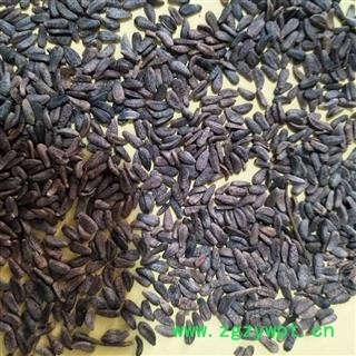 牛蒡子 牛蒡子净货 产地 辽宁省图3