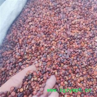 酸枣仁 枣仁进口统货 产地 海外图3