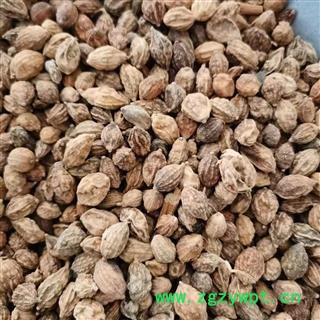 益智仁 益智统货 产地 海南省图2