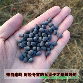 女贞子500g野生女贞子中药材女贞子冬青籽秦岭野生女贞子泡茶图2