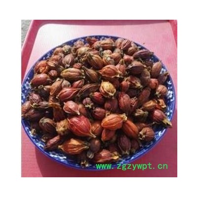 栀子 江西红栀子小统个 产地 江西省宜春市袁州区