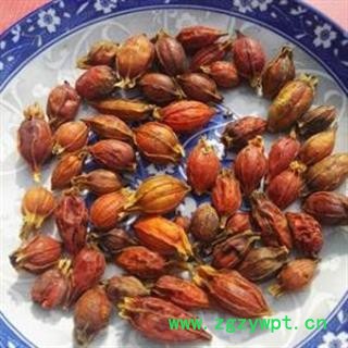 栀子 江西红栀子小统个 产地 江西省宜春市袁州区图2