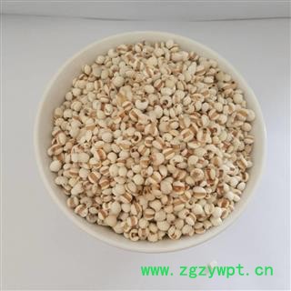 薏苡仁 小薏米&【国舜堂】产地货源 量大从优 中药材批发供应【薏苡仁】图3