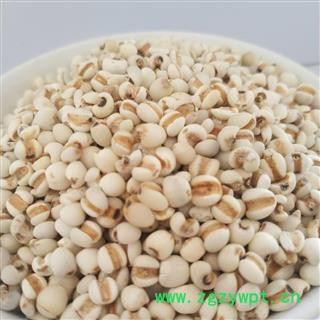 薏苡仁 小薏米&【国舜堂】产地货源 量大从优 中药材批发供应【薏苡仁】图2