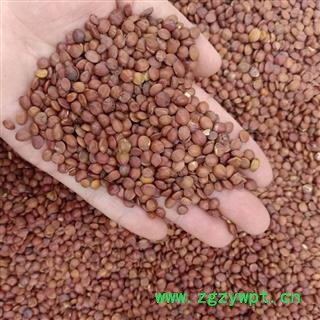 酸枣仁 酸枣仁98货 正品 产地 河北省 小影全品类中药材店铺图2