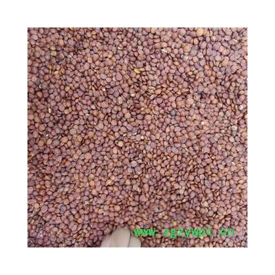 酸枣仁 酸枣仁98货 正品  产地 河北省 小影全品类中药材店铺