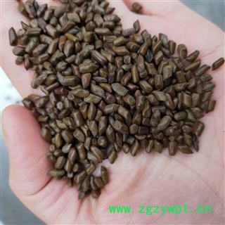 决明子 新到清炒决明子选货炒的好 产地 山东省图4