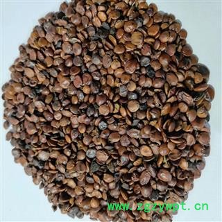 进口枣仁 本店新到炒枣仁无染色无增长香味大干净无杂质 产地 海外图2