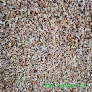 柏子仁 好统货 产地 山东省图2