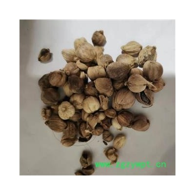 白豆蔻 好统货 产地 广西壮族自治区