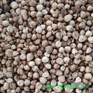 白豆蔻 好统货 产地 广西壮族自治区图2