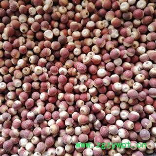 芡实 芡实0.6 产地 广东省图2