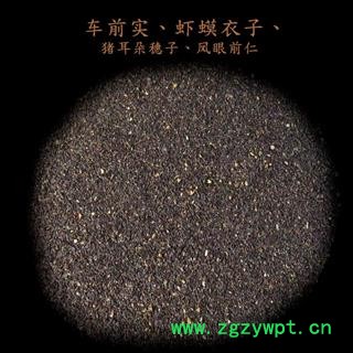 车前子 车前子统货 产地 四川省攀枝花市仁和区图4