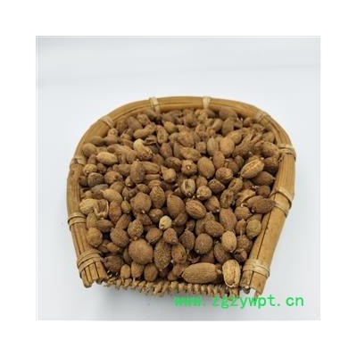 砂仁 进口 圆果 产地 海外