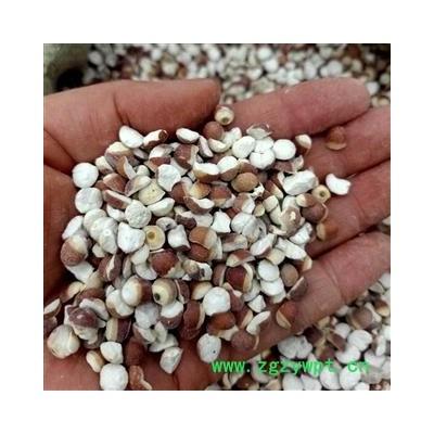 芡实 芡实0.6 产地 广东省 小影全品类中药材店铺