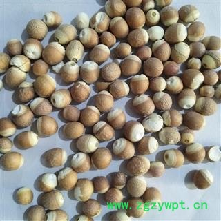 芡实 芡实1.0 产地 广东省图3